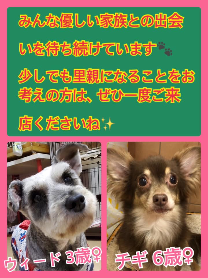 🐾今日の里親様募集中ワンコ🐶メンバーです🐾2020,7,17